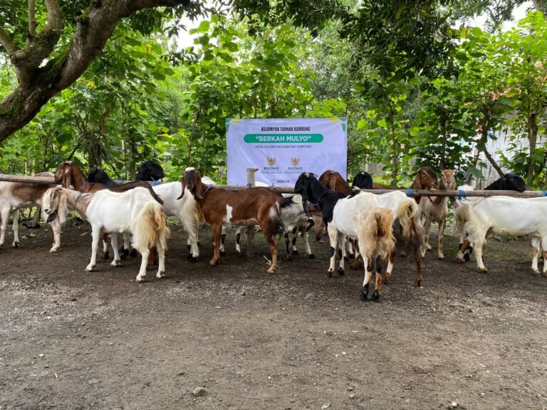 WhatsApp Image 2025-11-19 at 14.42.12